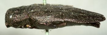 Media type: image;   Entomology 2699 Aspect: habitus lateral view